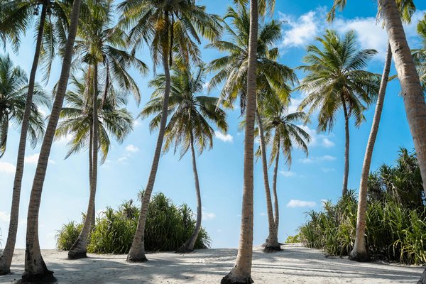 Les Essentiels Incontournables pour Vivre pleinement votre Évasion à la Plage de Rêve